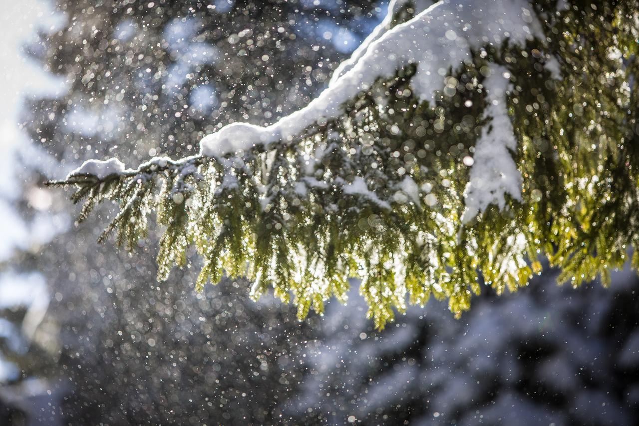 Bran Monte Crai Chalet エクステリア 写真